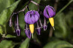 Climbing nightshade